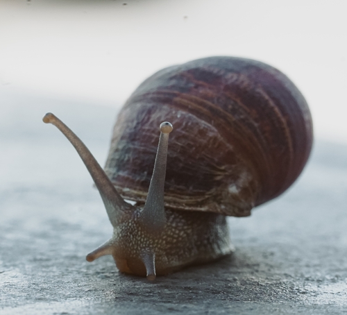 Cornu aspersum