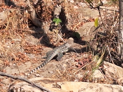 Argentine Black-and-white Tegu