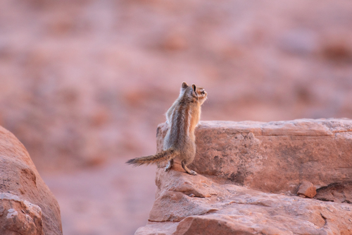 Hopi Chipmunk observed by tucker02