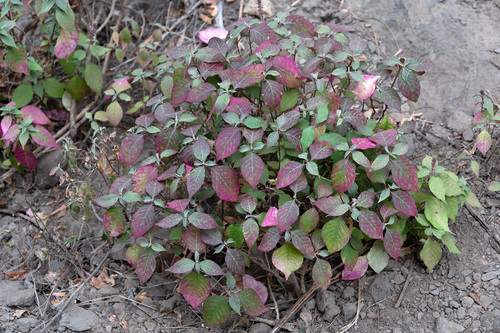 Devil's Horsewhip