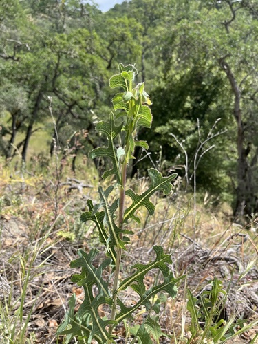 iNaturalist observation photo of wild lettuces