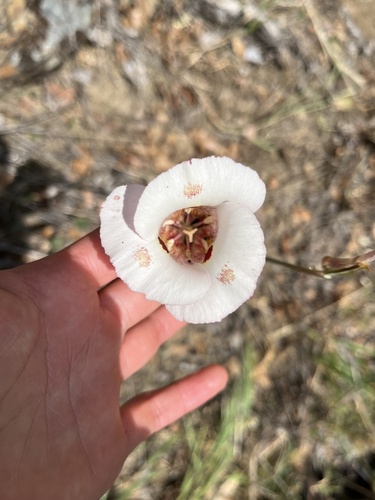 iNaturalist observation photo of Butterfly Mariposa Lily