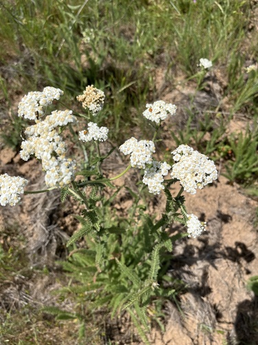 iNaturalist observation photo of common yarrow