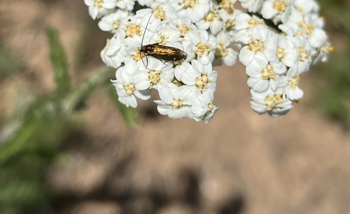 iNaturalist observation photo of Adela