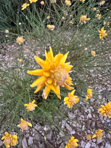 Avistamiento Genista umbellata