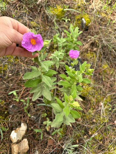 Avistamiento Cistus albidus
