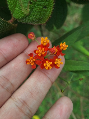 tropical milkweed