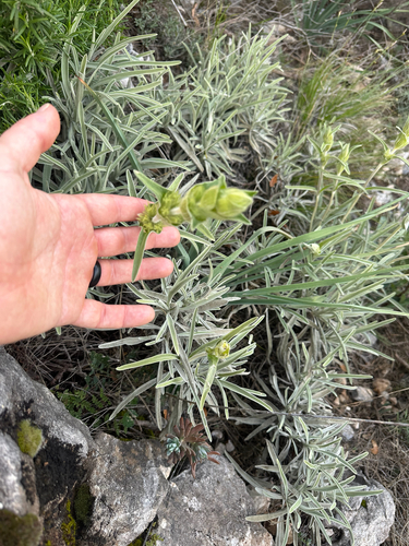 Avistamiento Phlomis lychnitis