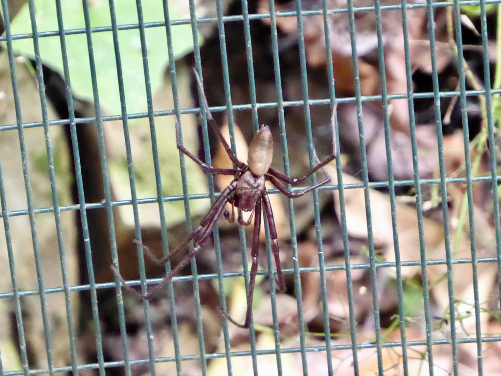 Bush Spider from The Brook, Nelson 7010, New Zealand on March 1, 2026 ...