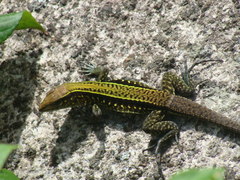 Rainbow Ameiva photo 3