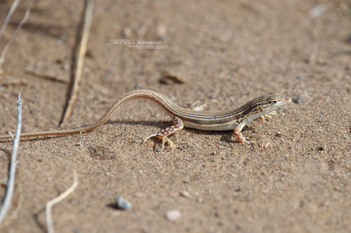 Striped racerunner