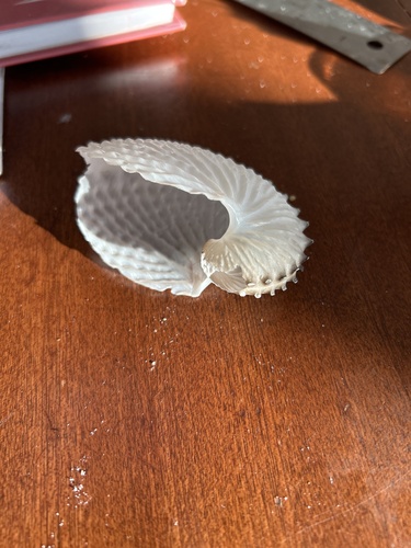 Argonauta nodosus