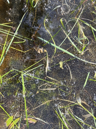 iNaturalist observation photo of Amphibians