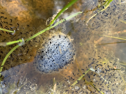 iNaturalist observation photo of Amphibians