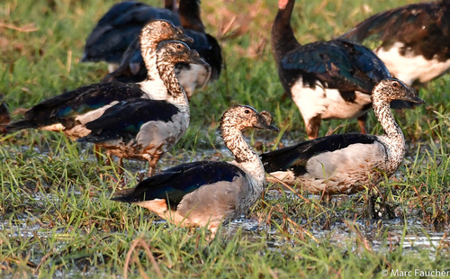 Knob-billed Duck
