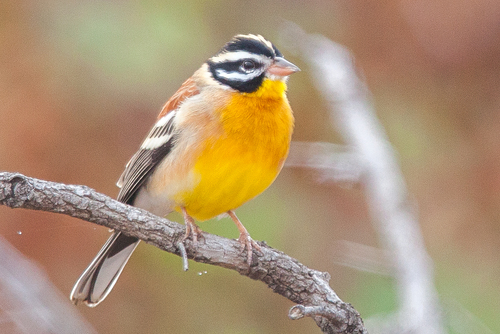 Golden-breasted Bunting