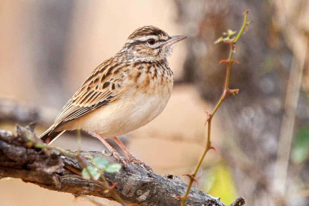Sabota Lark (Calendulauda sabota) photo