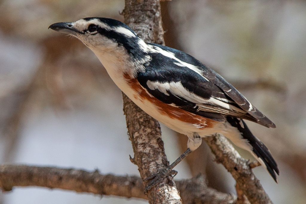 Brubru (Nilaus afer) photo