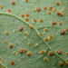 Hollyhock Rust - Photo (c) Cedric Lee, all rights reserved, uploaded by Cedric Lee