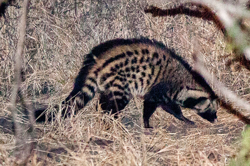 Civettictis civetta (Schreber, 1776)