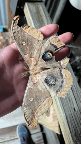 Polyphemus Moth