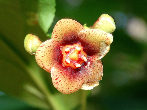 Euonymus
