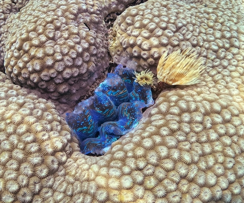 Tridacna crocea