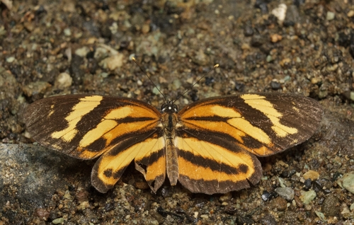 Tiger Crescent
