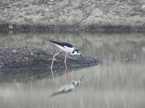 Black-necked Stilt (Himantopus mexicanus)