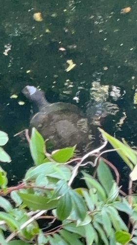 Emydura macquarii