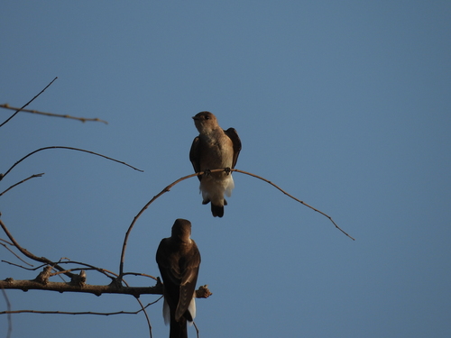 Northern Rough-winged Swallow (Stelgidopteryx serripennis)