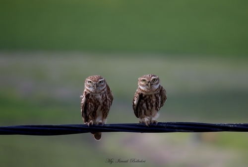 Little Owl