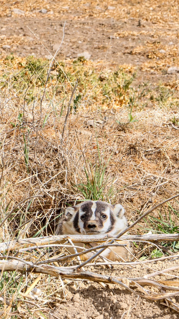 American Badger from Hodgeman County, US-KS, US on April 8, 2026 at 10: ...
