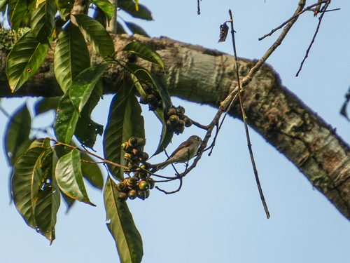 Asian Brown Flycatcher