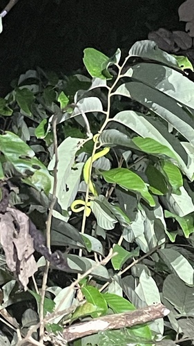 Bornean Keeled Pit Viper