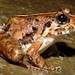 Kudremukh Cricket Frog - Photo (c) Benjamin Tapley, all rights reserved, uploaded by Benjamin Tapley