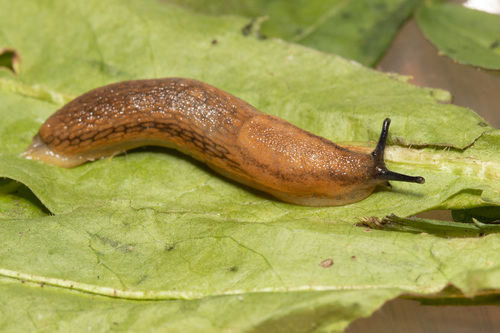 Arion fuscus