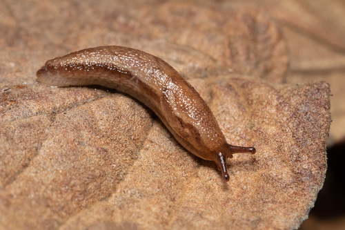 Arion fuscus
