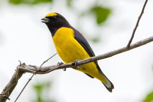 Scrub Euphonia
