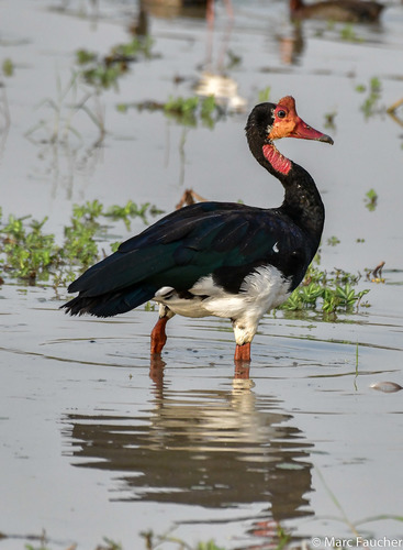 Spur-winged Goose