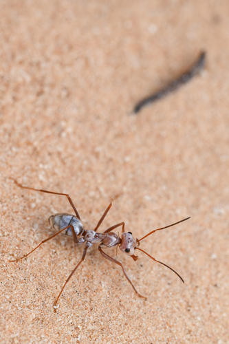 Saharan Silver Ant