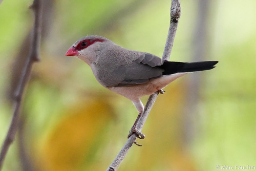Black-rumped Waxbill