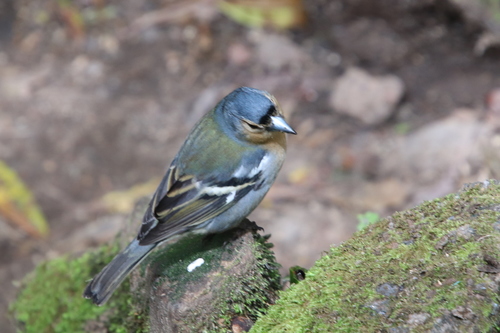 Azores Chaffinch