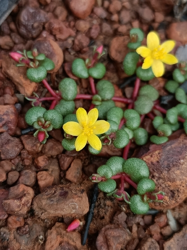 Heart-plant