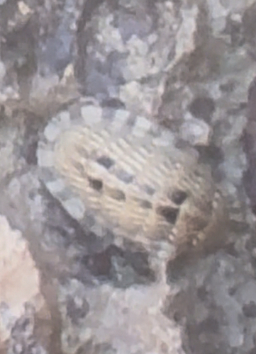 Scaly Chiton