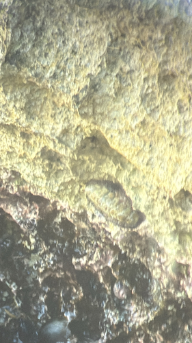 West Indian Fuzzy Chiton
