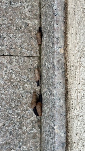 Rumina decollata