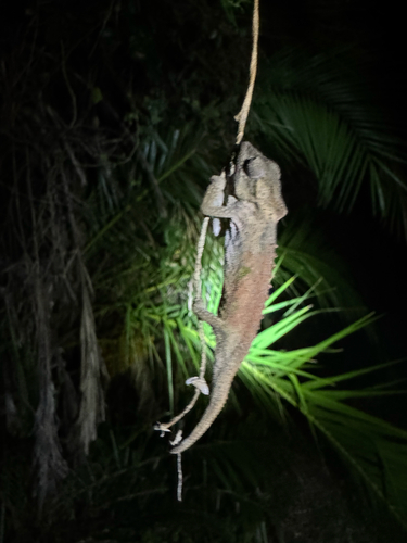 Transkei Dwarf Chameleon