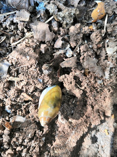 Streptostyla conulus