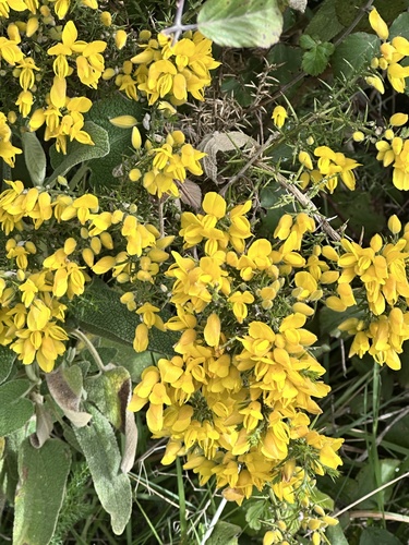 Avistamiento Ulex parviflorus